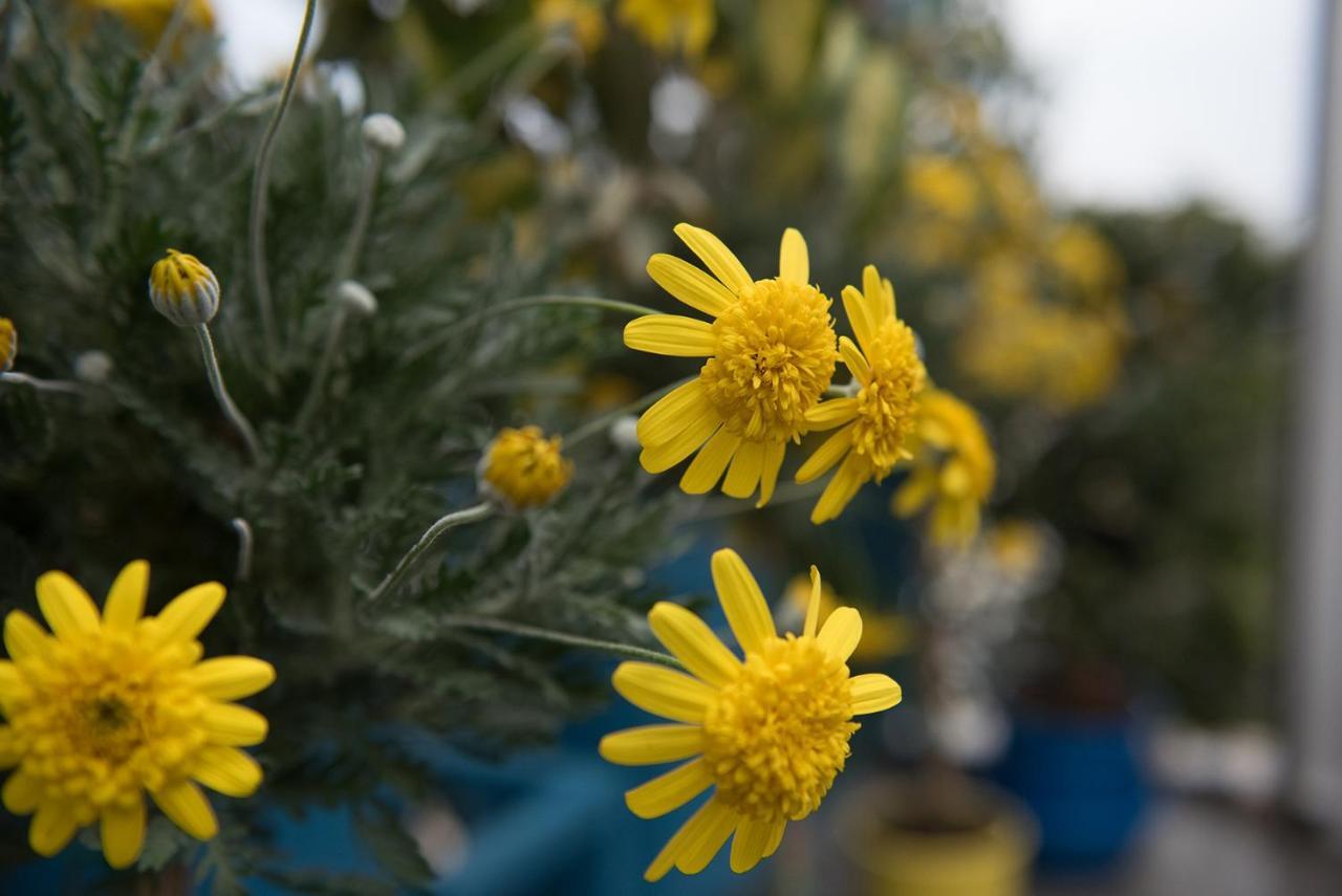 Dandy On The Beach Nea Kallikrateia - Open Up Roof - Down Town ภายนอก รูปภาพ